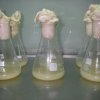 growth-of-microorganisms-in-erlenmeyer-flasks_14208846352_o