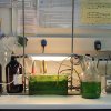 photobioreactor-for-microalgae-cultures_14024614909_o